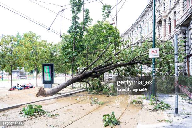 trees snapped and uprooted after a tornado - italy city break stock pictures, royalty-free photos & images