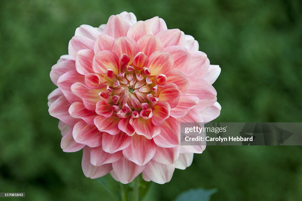 Pink Chrysanthemum Flower