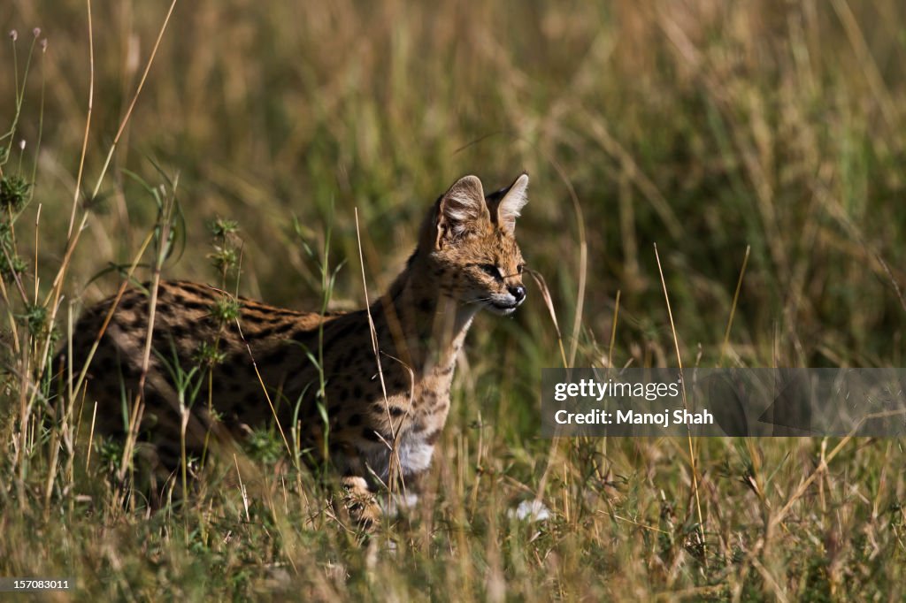 Serval