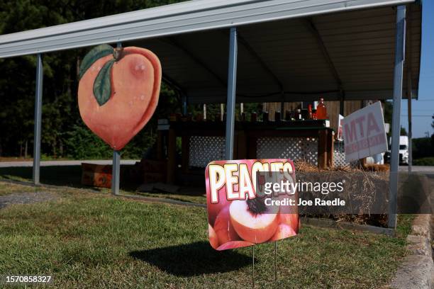 Peach signs next to a roadside stand on July 25, 2023 in Forsyth, Georgia. Peach farmers in Georgia say that a heat wave that hit the state in...