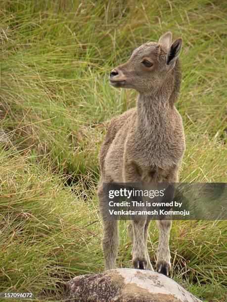 neelagiri thar or tahr - nilgiri tahr stock pictures, royalty-free photos & images