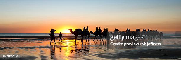 camel train - cable beach stock-fotos und bilder