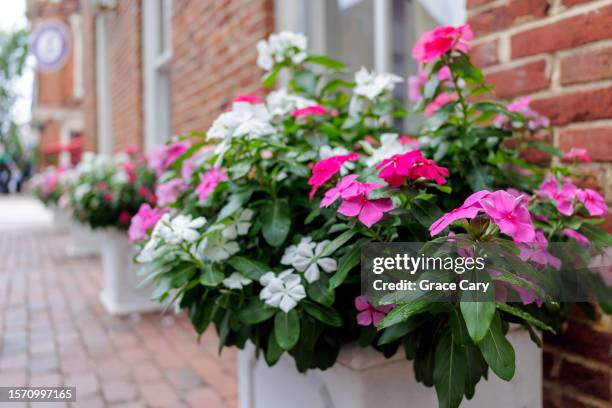 vinca flowers in planters adorn sidewalk - einjährig pflanzeneigenschaft stock-fotos und bilder