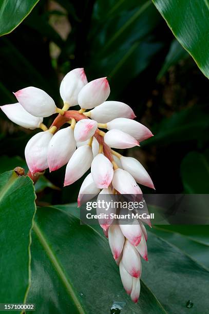 shell ginger flower (alpinia zerumbet) - alpinia zerumbet stock pictures, royalty-free photos & images