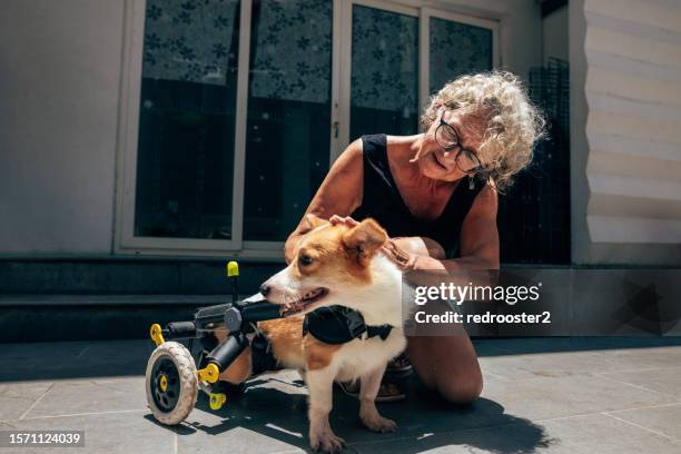 homeless and disabled pet shelter in asia - kind 個照片及圖片檔