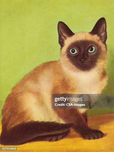 siamese cat - siamese cat stock illustrations