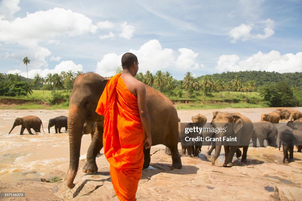 Buddhist monk watching elephants.