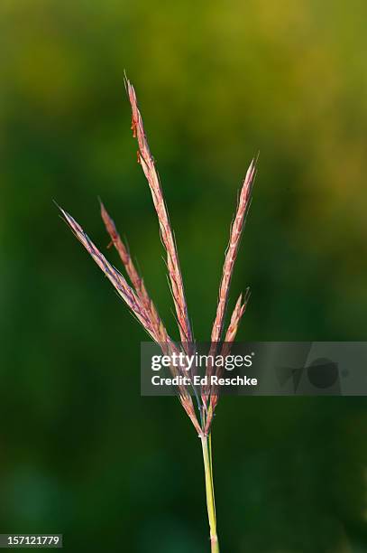 big bluestem, dominant tall grass prairie plant - big bluestem grass stock pictures, royalty-free photos & images