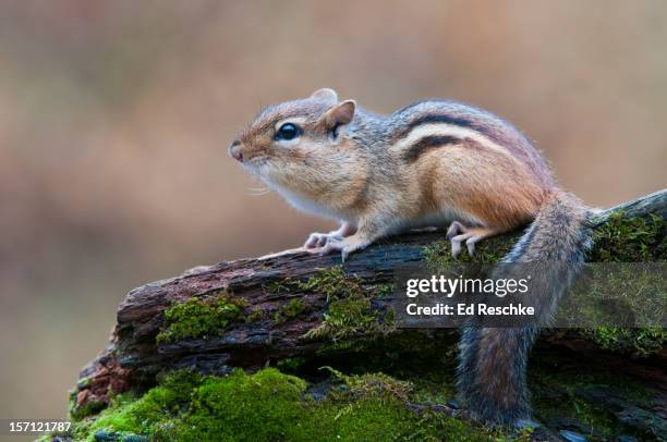 eastern chipmunk on a moss-covered log - chipmunk stock pictures, royalty-free photos & images