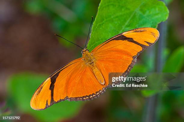 julia longwing butterfly (dryas iulia) male - julia reschke stock-fotos und bilder