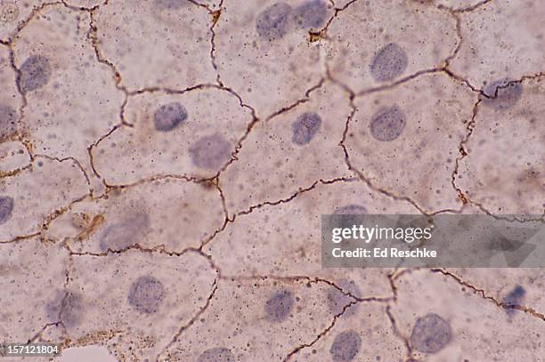 simple squamous epithelium (mesothelium), 250x - simple squamous epithelium stock-fotos und bilder