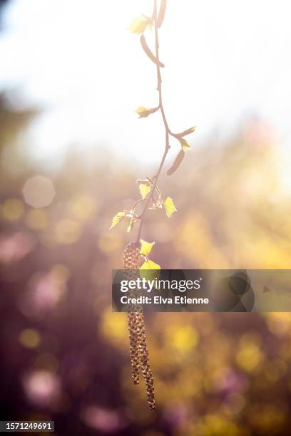catkins hanging from the branch of a silver birch tree on a beautiful warm sunny day in springtime. - berk stockfoto's en -beelden