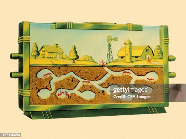 ant farm - ant farm stock illustrations