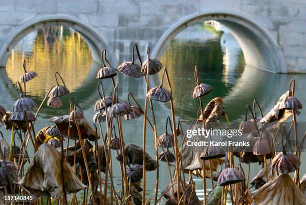 lotus seed pod in the lily pond - san-marino-california stock pictures, royalty-free photos & images