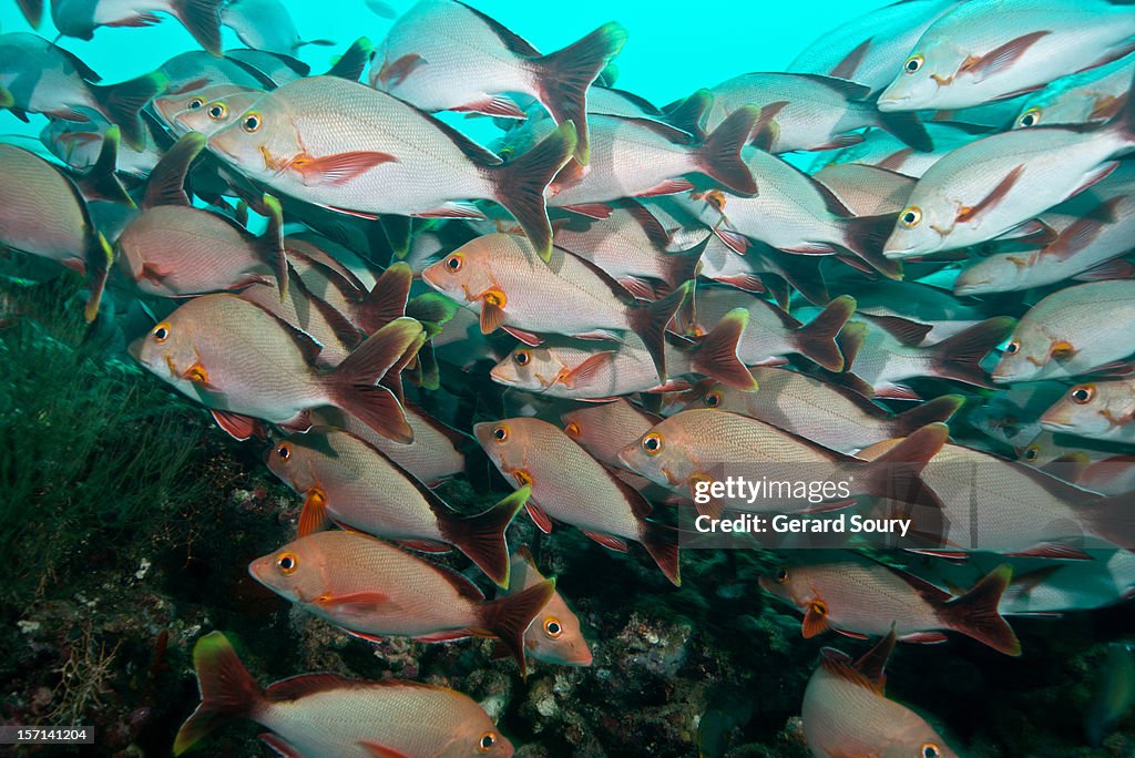 School of Humpback red snappers
