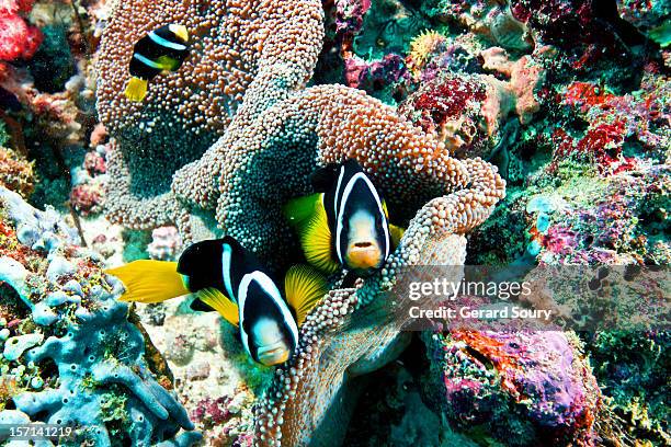 anemone fishes in their anemone - clownfish stock pictures, royalty-free photos & images