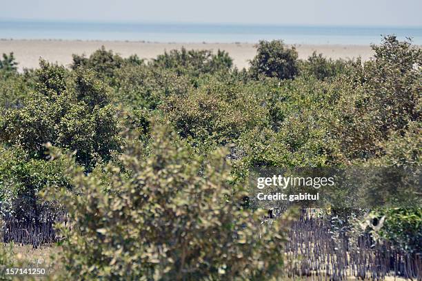 mangrove swamps - east coast qatar - qatar mangroves stock pictures, royalty-free photos & images