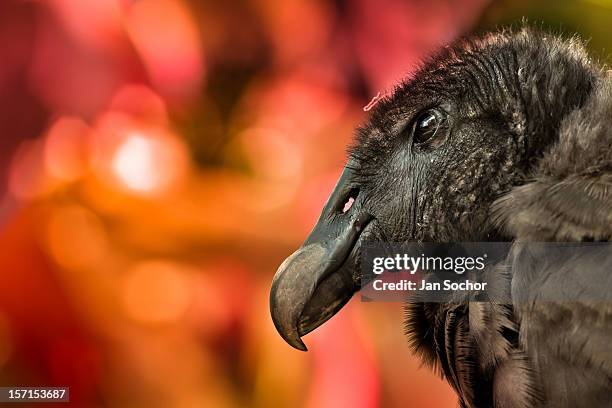 An Andean condor viewed before the Yawar Fiesta, a ritual fight between the condor and the bull, held in the mountains of Apurímac on 30 July 2012 in...