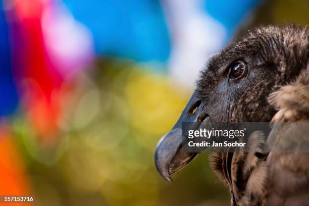 An Andean condor viewed before the Yawar Fiesta, a ritual fight between the condor and the bull, held in the mountains of Apurímac on 30 July 2012 in...