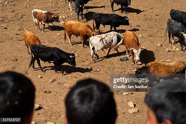Peruvian indigenous boys watch wild bulls in the corral before the Yawar Fiesta, a ritual fight between the condor and the bull, held in the...