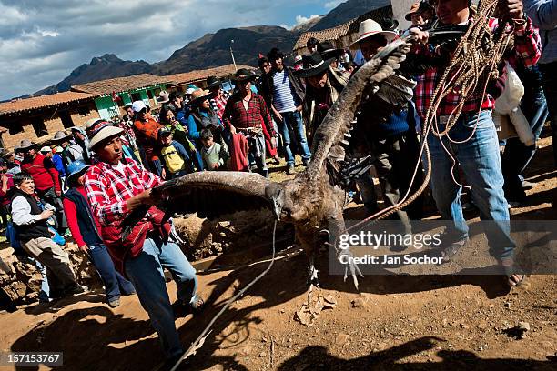 Peruvian peasants lead a captured Andean condor to celebrate the Yawar Fiesta, a ritual fight between the condor and the bull, held in the mountains...