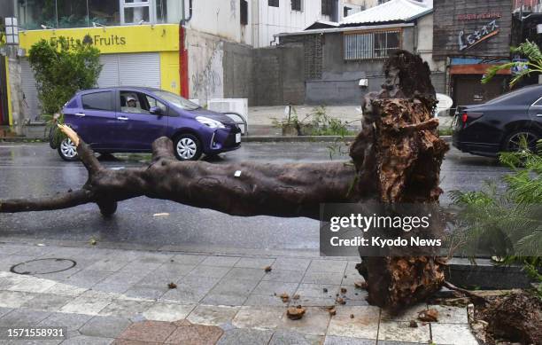 Tree lies uprooted on a street in Naha, Okinawa Prefecture, on Aug. 2 as typhoon Khanun, the sixth of the season, batters the southern Japanese...