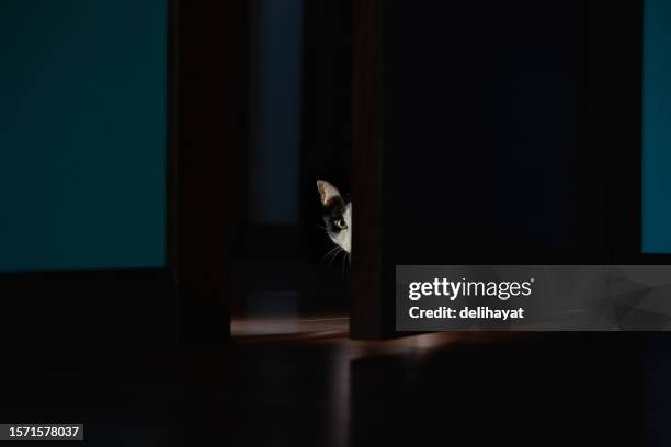cat peeking out behind the door at night - cat behind door stock pictures, royalty-free photos & images