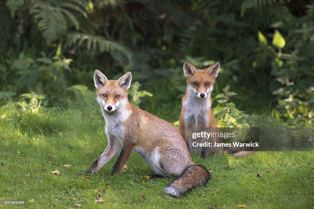 Red fox cubs at the edge of a forest