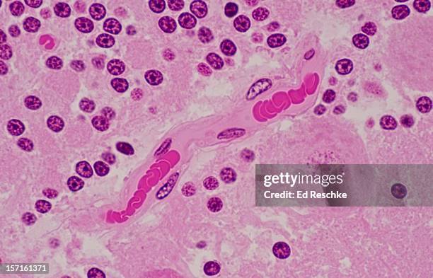 blood capillary in the brain with red blood cells - simple squamous epithelium stock pictures, royalty-free photos & images