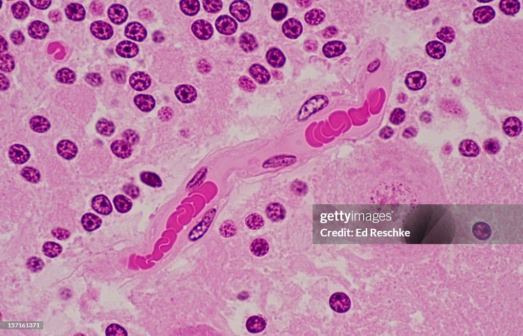 Blood Capillary in the Brain with red blood cells