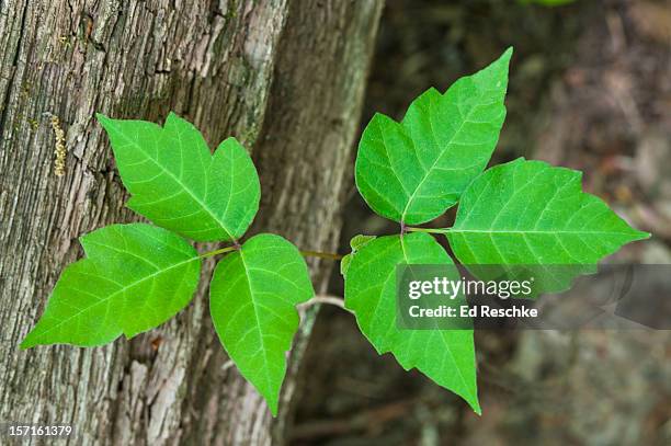poison ivy (rhus radicans) a poisonous plant - poison ivy stock pictures, royalty-free photos & images