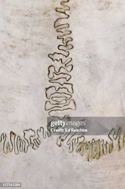 sutures--fibrous immovable joints of the cranium - suture ストックフォトと画像