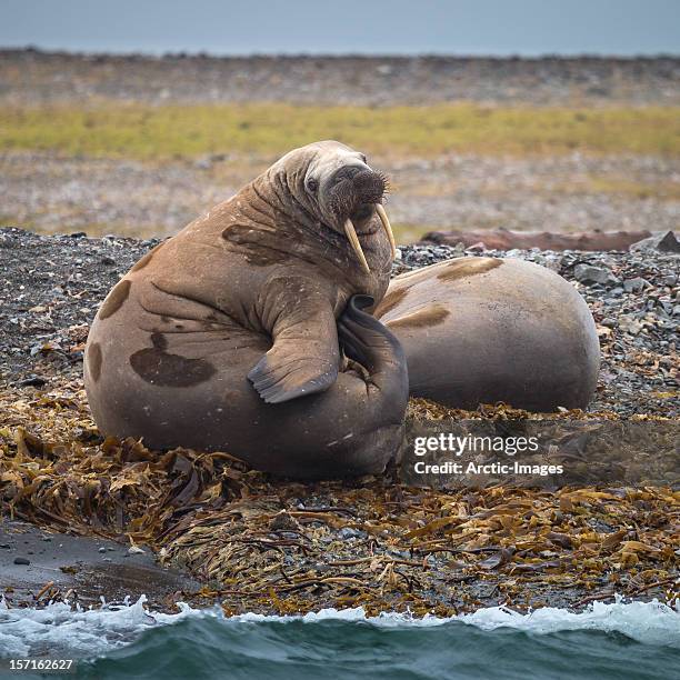 walruses on the beach, svalbard, norway - ジュゴン ストックフォトと画像