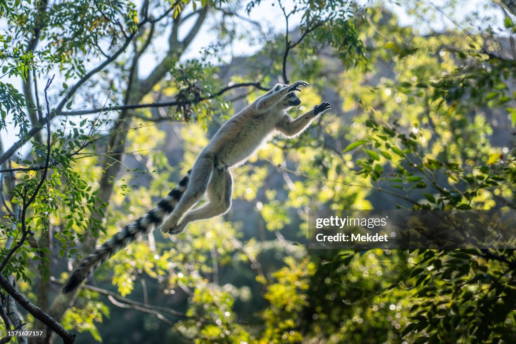 Ring-tailed Lemur jumping off the tree, Isalo National Park, Madagascar