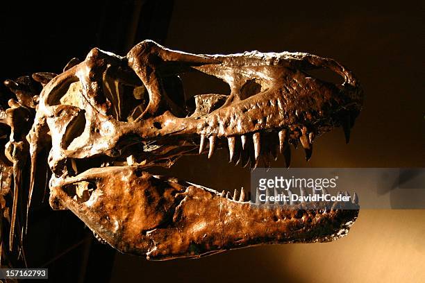 t-rex dinosaur skull, sharp teeth abound! - dierlijk bot stockfoto's en -beelden