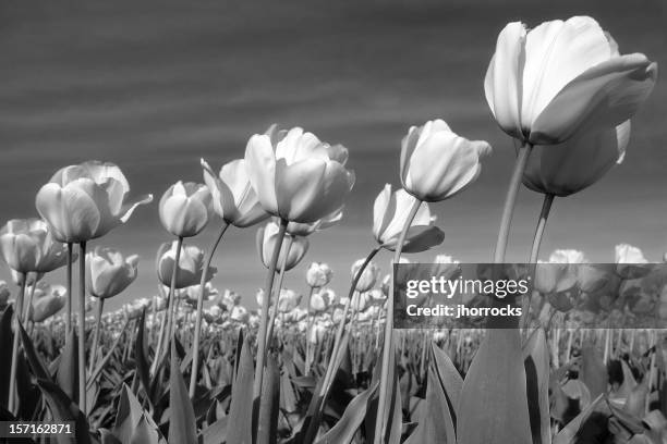 black and white tulips blowing in gentle breeze - amsterdam spring stock pictures, royalty-free photos & images