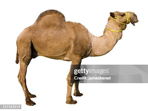 6 2点のヒトコブラクダのストックフォト Getty Images 6 2点のヒトコブラクダのストックフォト Getty Images