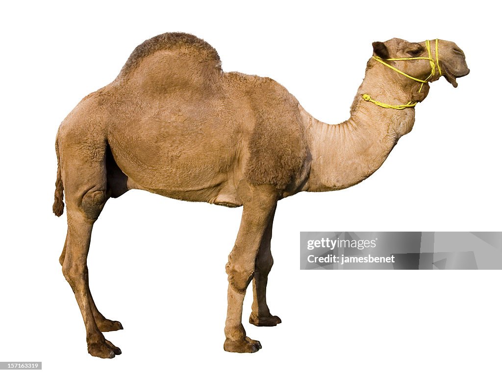 Dromedary Camel (Isolated)