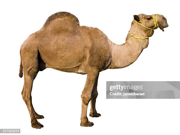 dromedary camel (isolated) - dromedary camel stock pictures, royalty-free photos & images