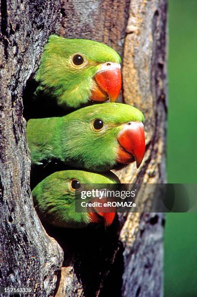 rose-ringed parakeet nestlings - parrot stock pictures, royalty-free photos & images