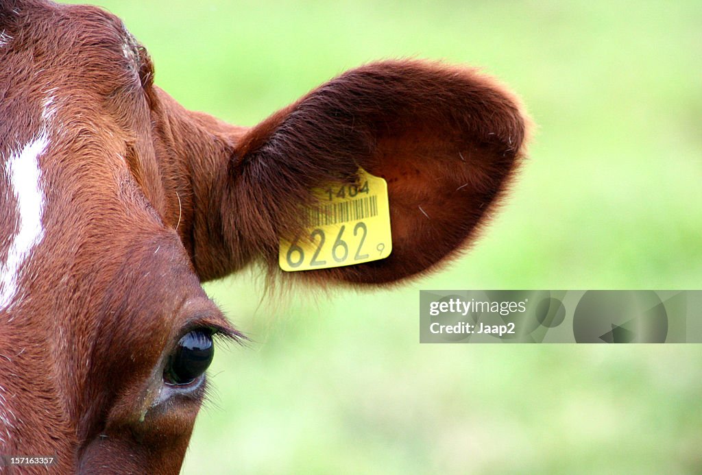 Portrait von einem niederländischen brown cow mit gelben eartag