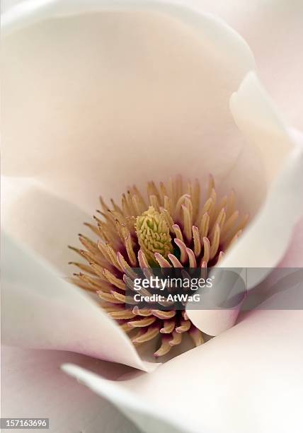 herzen von magnolia - genitals stock-fotos und bilder