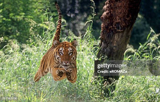 air-borne tiger - animal jump stock pictures, royalty-free photos & images