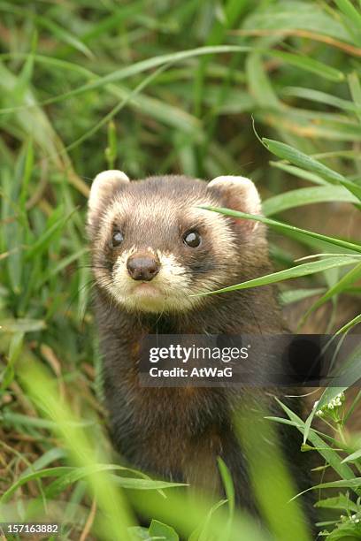 polecat with a mask like face across the eyes in forest - mustela putorius furo stock pictures, royalty-free photos & images