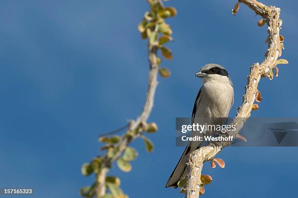 shrike-cabeçuda - lanius ludovicianus imagens e fotografias de stock