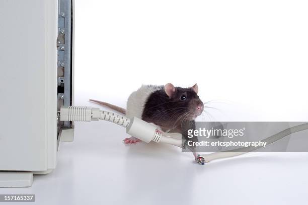 783 Funny Rat Photos and Premium High Res Pictures - Getty Images
