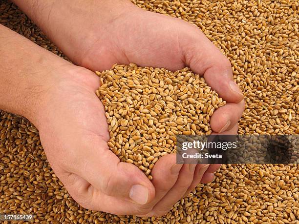 cradle of bread iii - tough love stockfoto's en -beelden