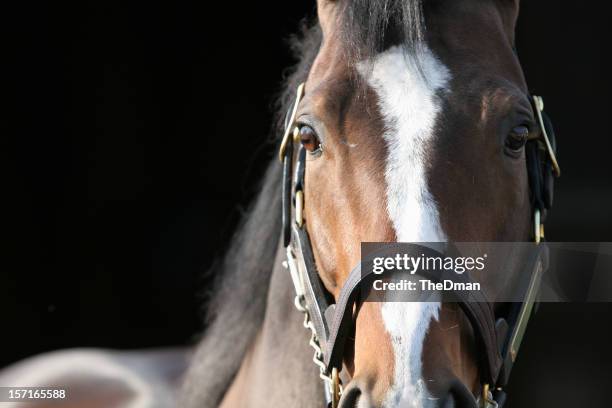 intensità - cavallo da corsa foto e immagini stock