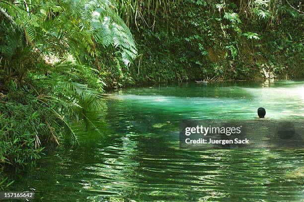 swimming in the jungle - port douglas stockfoto's en -beelden