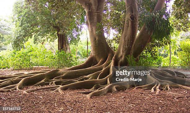 exotic roots of a bay fig tree - sarasota stock pictures, royalty-free photos & images
